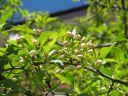 もうすぐ開花ですね