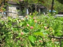 玄関前の「小来週には梨の木」。来週には開花しそうです