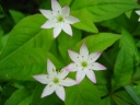 名前は花びらの先が赤く縁取られているため。