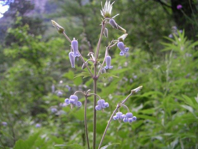 上高地温泉ホテル 上高地を楽しむ 花図鑑